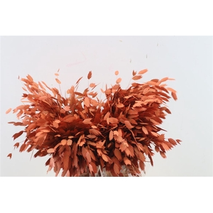 Dried Chasmantium Orange Stem