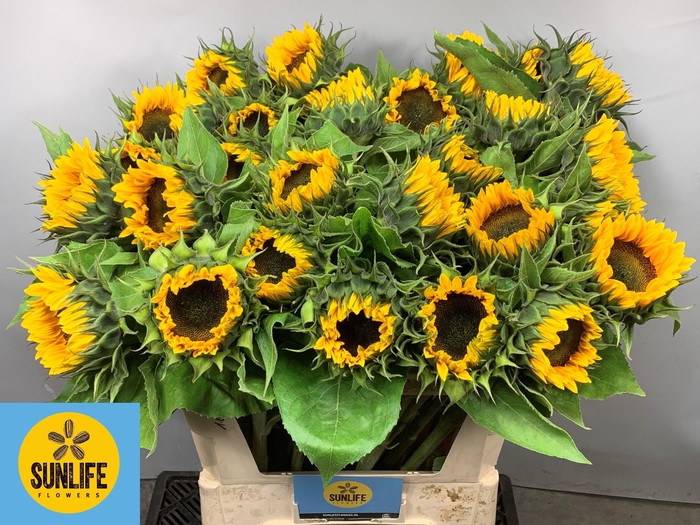 <h4>HELI SUNRICH ORANGE</h4>