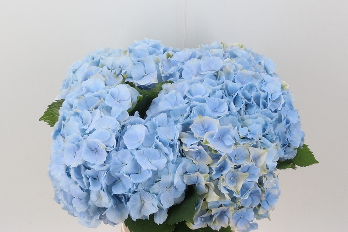 <h4>Hydr M Ch Verena Bl</h4>