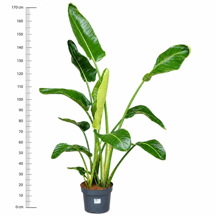 <h4>STRELITZIA NICOLAI</h4>