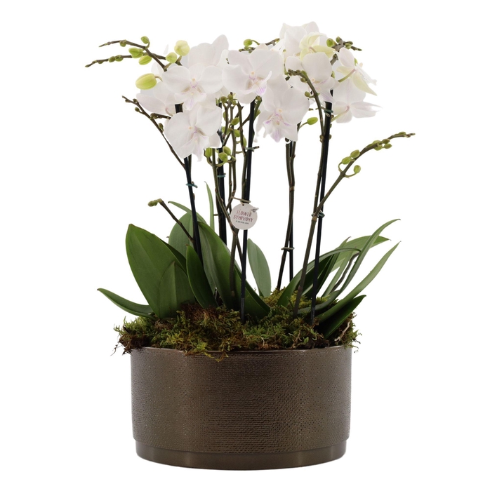 <h4>Flower Symphony | 3 x 2 tak FS wit in Sarah Bowl</h4>