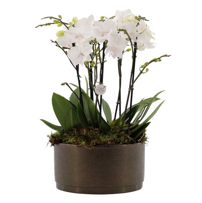 <h4>Flower Symphony | 3 x 2 tak FS wit in Sarah Bowl</h4>