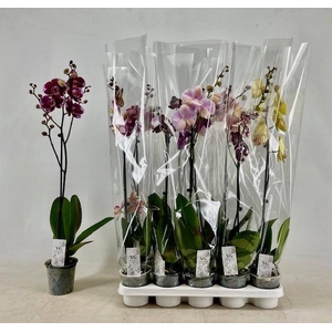 PHAL GEM