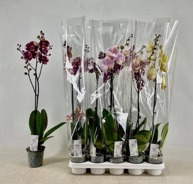 <h4>PHAL GEM</h4>