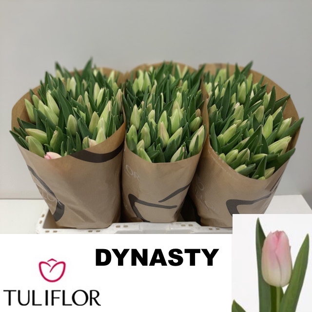 <h4>TU EN DYNASTY</h4>