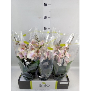 Phalaenopsis   ...yellow