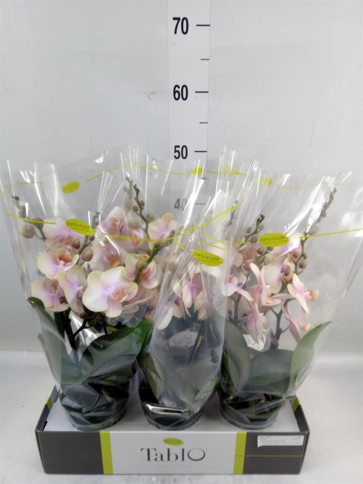 <h4>Phalaenopsis   ...yellow</h4>