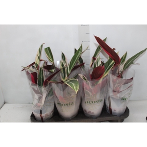 CALATHEA TRIALSTAR P12