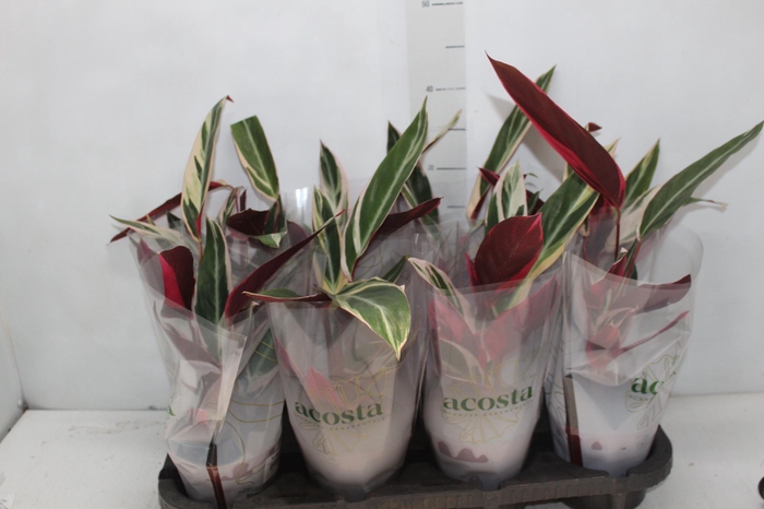 <h4>CALATHEA TRIALSTAR P12</h4>