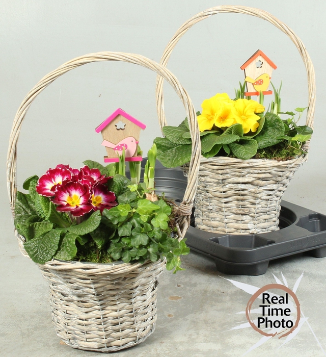 <h4>ARR TUINPLANTEN</h4>