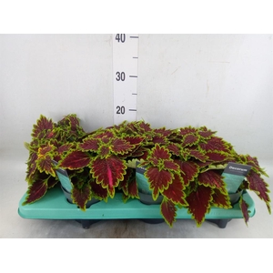 Plectranthus col. 'MSt Bourbon Str'