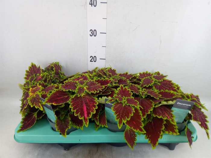 <h4>Plectranthus col. 'MSt Bourbon Str'</h4>