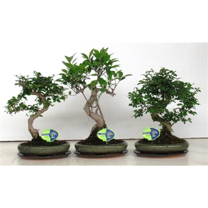 Bonsai mix, indoor, 24cm., shape, with drip tray