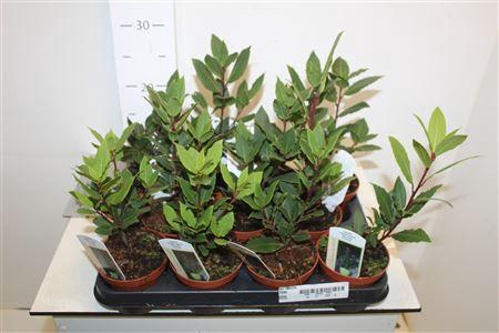 <h4>Lau Nobilis</h4>