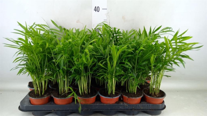 <h4>Chamaedorea elegans</h4>