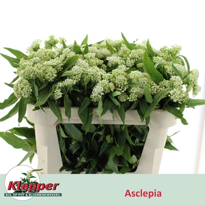 ASCL INC WHITE SUPER