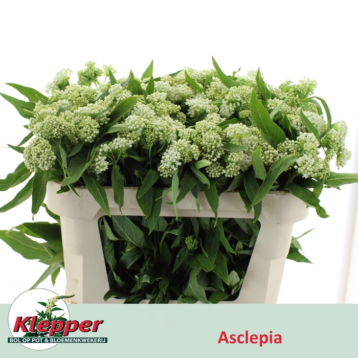 <h4>ASCL INC WHITE SUPER</h4>