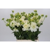 Dahlia White Swan