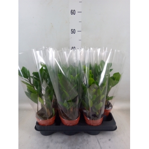 Zamioculcas zamiifolia