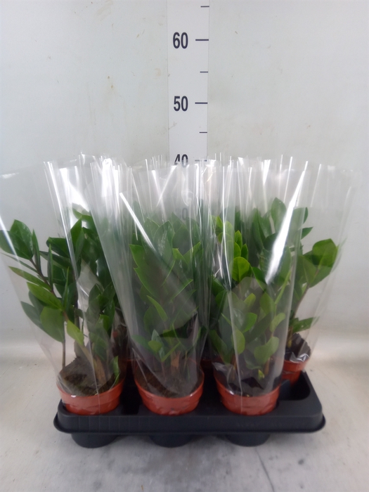 <h4>Zamioculcas zamiifolia</h4>