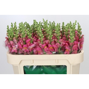 Antirrhinum Avignon Rose