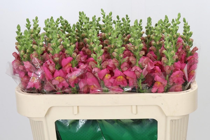 <h4>Antirrhinum Avignon Rose</h4>