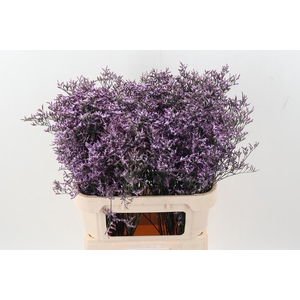Lim Saf Lilac