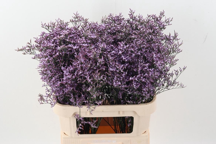 <h4>Lim Saf Lilac</h4>