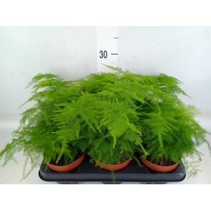 Asparagus setaceus