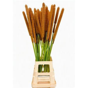 TYPHA LATIFOLIA