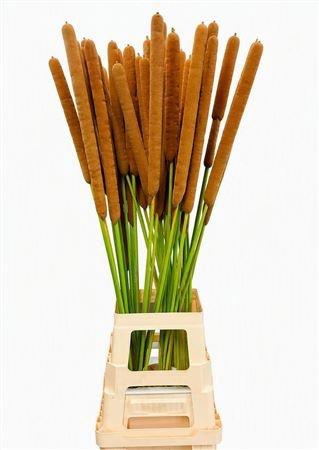 <h4>TYPHA LATIFOLIA</h4>