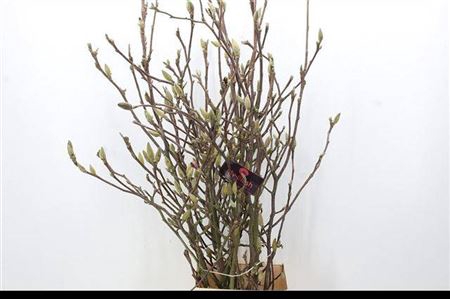 <h4>Magnolia Grandiflora</h4>