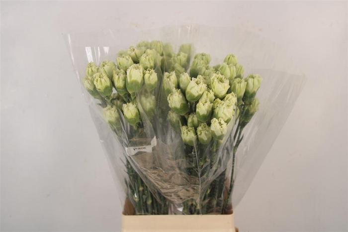 <h4>Di St Monteverdi</h4>