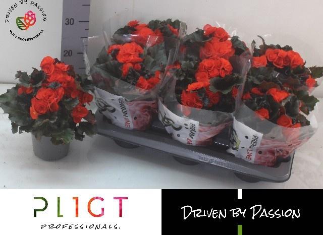 <h4>BEG DU MOCCA ORANGE</h4>