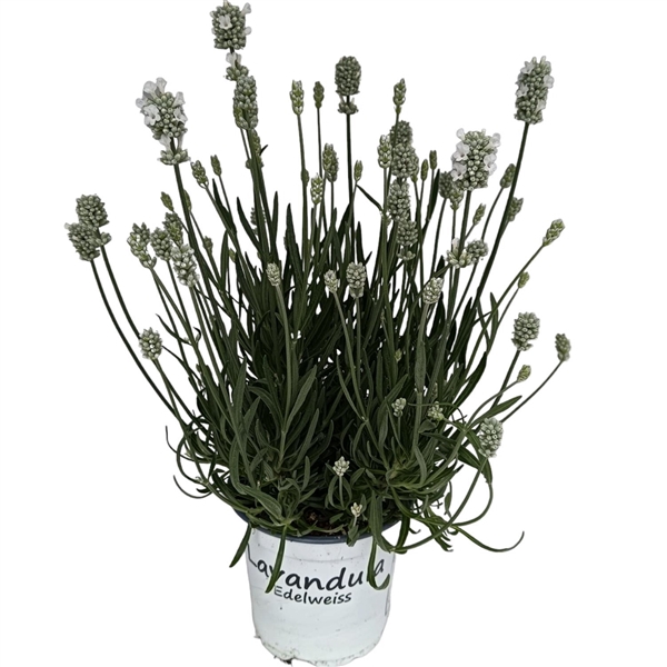 Lavendel Lavandula edelweiss wit