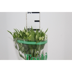 ALSTROEMERIA WHITNEY 080 CM