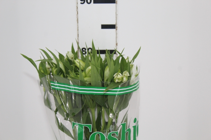 <h4>ALSTROEMERIA WHITNEY 080 CM</h4>