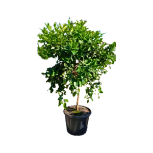 Citrus hystrix