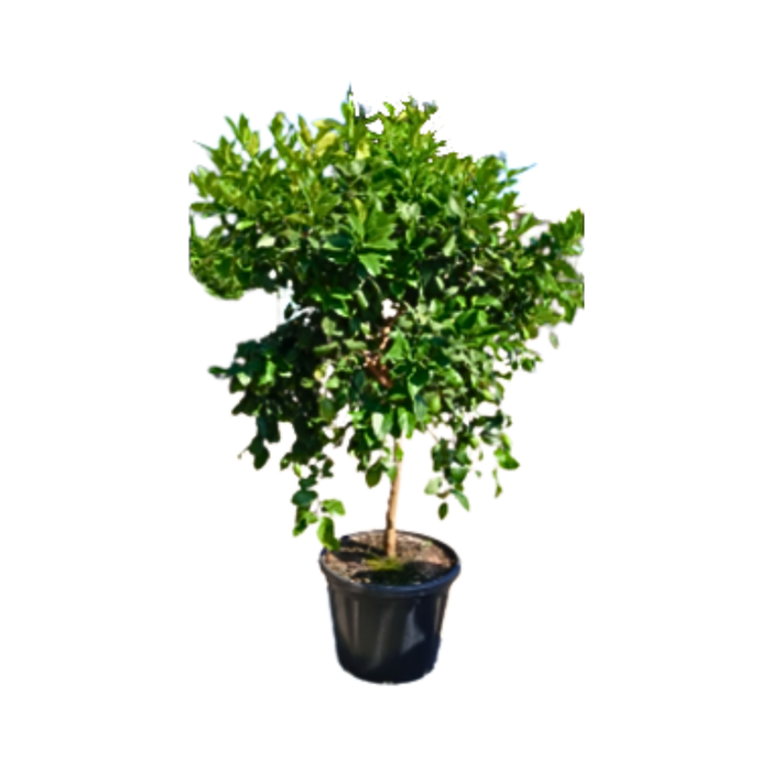 <h4>Citrus hystrix</h4>