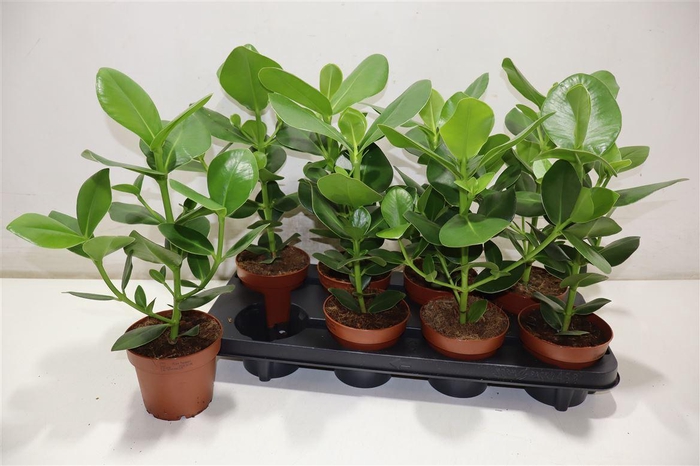 <h4>Clu Ro Princess</h4>