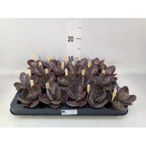 Kalanchoe humilis 'Surpris Desert'