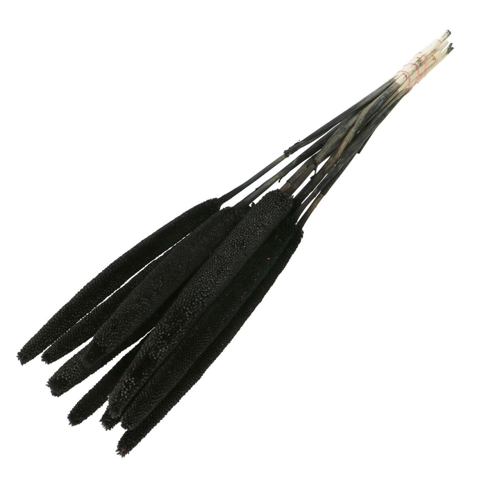 Droogbloem Bapala 65cm x10