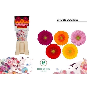 Germini Mix groen hart Diamond