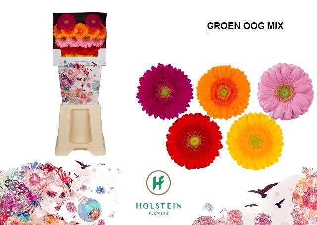 <h4>Germini Mix groen hart Diamond</h4>