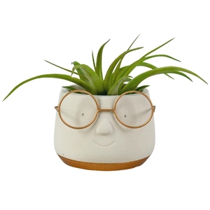 Tillandsia Golden dude