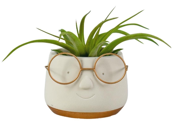 <h4>ARR TILLANDSIA</h4>