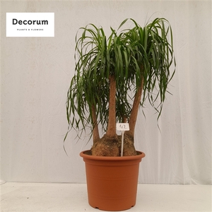 Beaucarnea vertakt op nummer 42