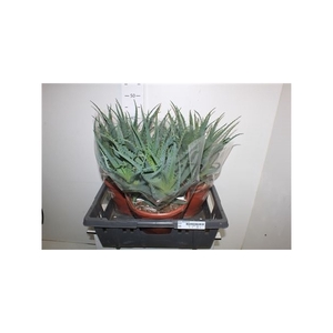 Aloe Arborescens 23cm Pot