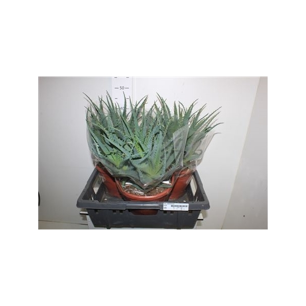 <h4>Aloe Arborescens 23cm Pot</h4>