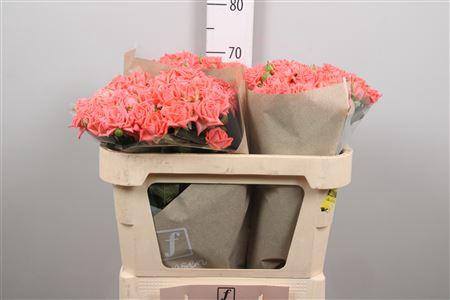 <h4>R Tr Barbados</h4>